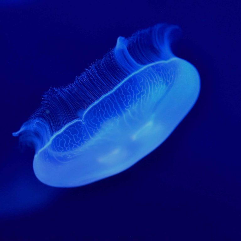 a-eternidade-da-riqueza-camaya-02 A Eternidade da Riqueza